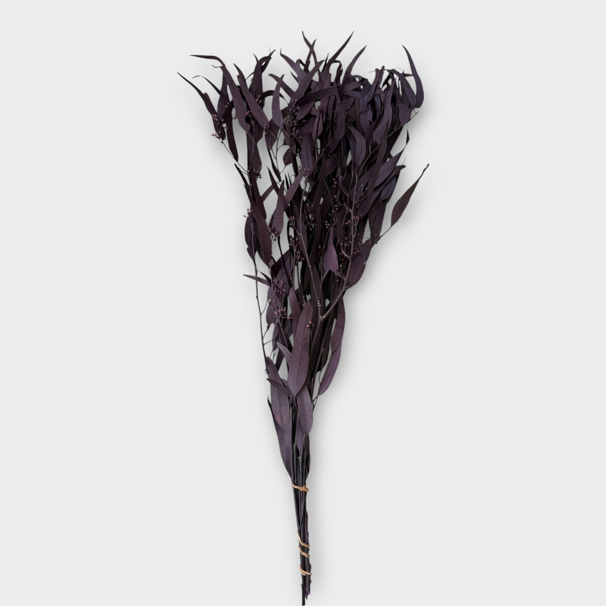 Preserved Eucalyptus Nicoly - Purple