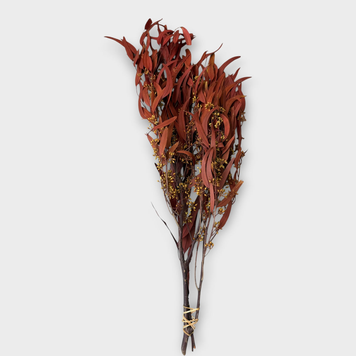 Preserved Eucalyptus Nicoly - Red