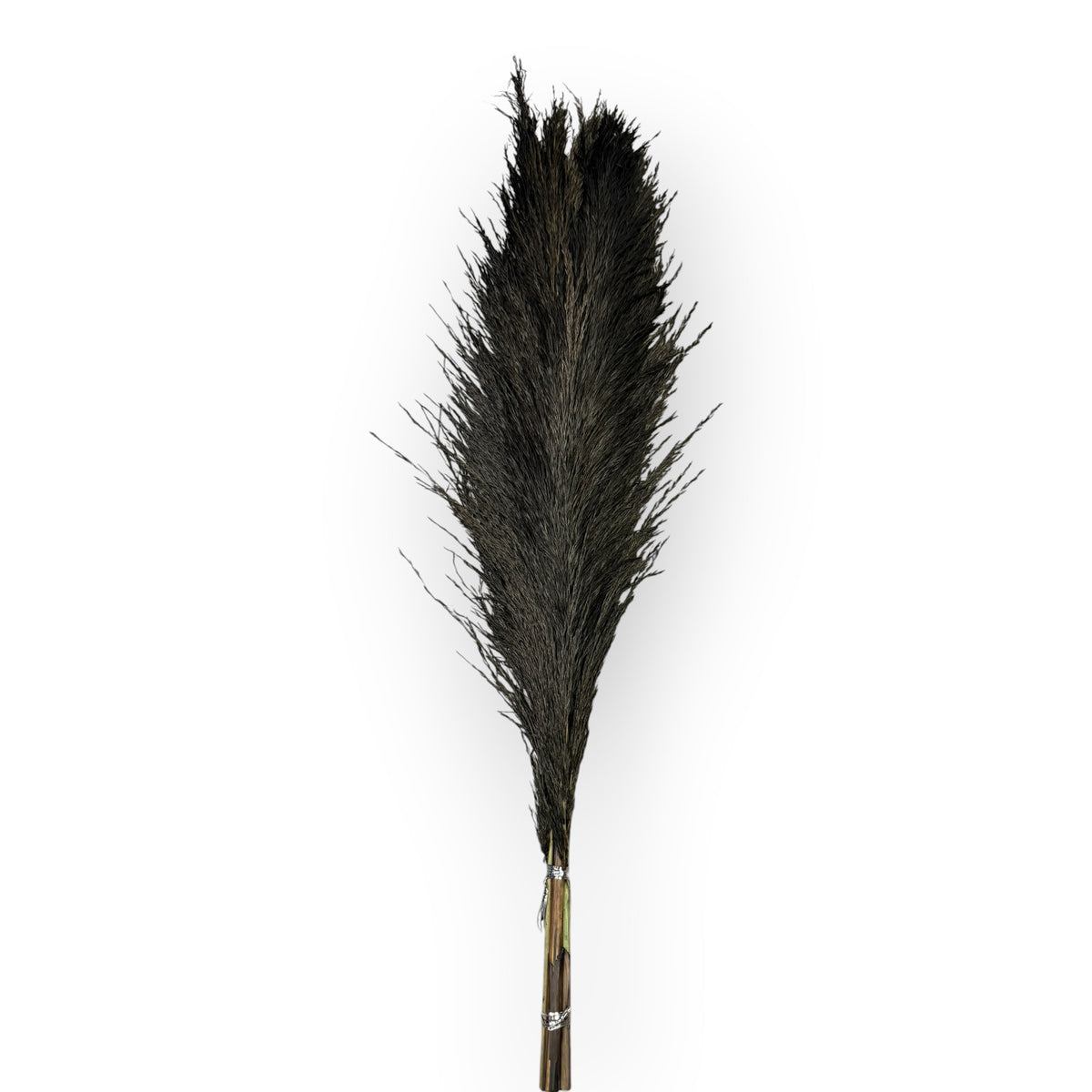 Black preserved iron reed grass, 5 stems