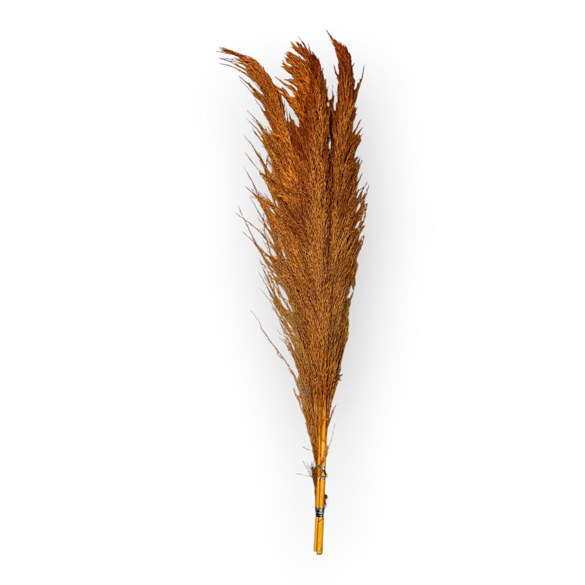 Golden orange preserved iron reed grass, 5 stems