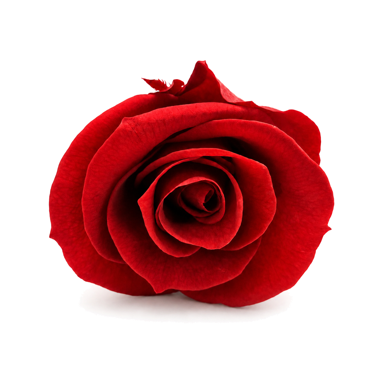 Mini Preserved Rose Heads – 21 Pieces